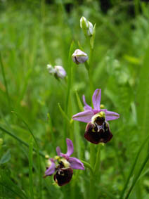 Ophrys fuciflora